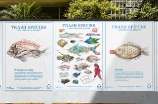 Sustainable Coastlines: Trash Species of Aotearoa New Zealand